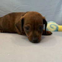 Barney, a male Miniature Dachshund for sale in Homerville, GA – Photo 7 of 10