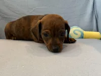 Barney, a male Miniature Dachshund for sale in Homerville, GA – Photo 3 of 6