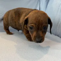 Barney, a male Miniature Dachshund for sale in Homerville, GA – Photo 8 of 10