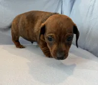 Barney, a male Miniature Dachshund for sale in Homerville, GA – Photo 5 of 6