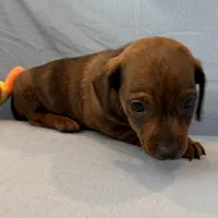 Barney, a male Miniature Dachshund for sale in Homerville, GA – Photo 6 of 10