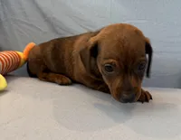 Barney, a male Miniature Dachshund for sale in Homerville, GA – Photo 2 of 6