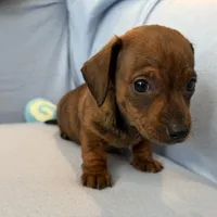 Barney, a male Miniature Dachshund for sale in Homerville, GA – Photo 3 of 10