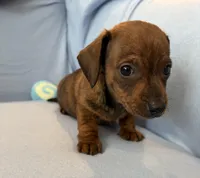 Barney, a male Miniature Dachshund for sale in Homerville, GA – Photo 1 of 6