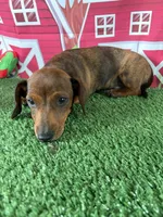 Barney, a male Miniature Dachshund for sale in Homerville, GA – Photo 2 of 10