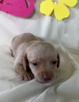 Lena, a female Miniature Dachshund for sale in Homerville, GA – 4 of 5