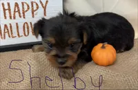Shelby , a female Yorkshire Terrier for sale in Homerville, GA – 2 of 8
