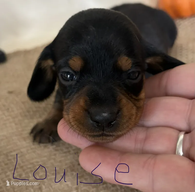 Louise – Miniature Dachshund puppy for sale in Homerville, GA