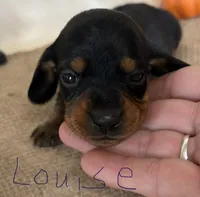 Louise, a female Miniature Dachshund for sale in Homerville, GA – 1 of 6