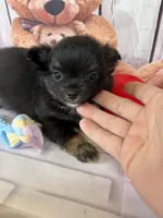 Pepsi’s boy, a male Chihuahua for sale in Homerville, GA – Photo 5 of 8