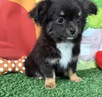 Timmy, a male Chihuahua for sale in Homerville, GA – Photo 1 of 10