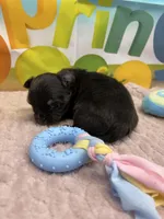 Pepsi’s boy, a male Chihuahua for sale in Homerville, GA – Photo 3 of 8