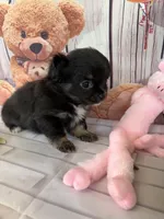 Pepsi’s boy, a male Chihuahua for sale in Homerville, GA – Photo 8 of 8