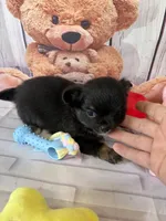 Pepsi’s boy, a male Chihuahua for sale in Homerville, GA – Photo 6 of 8