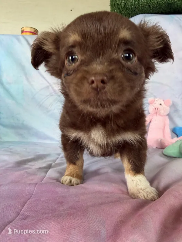 Pepsi’s boy – Chihuahua puppy for sale in Homerville, GA
