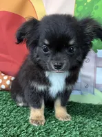 Timmy, a male Chihuahua for sale in Homerville, GA – Photo 3 of 10