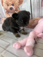 Pepsi’s boy, a male Chihuahua for sale in Homerville, GA – Photo 4 of 8