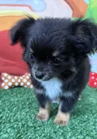 Timmy, a male Chihuahua for sale in Homerville, GA – Photo 8 of 10