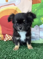 Timmy, a male Chihuahua for sale in Homerville, GA – Photo 2 of 10