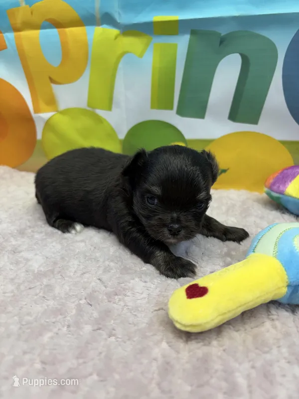 Pepsi’s boy, a male Chihuahua for sale in Homerville, GA – Photo 1 of 8