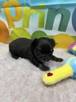 Pepsi’s boy, a male Chihuahua for sale in Homerville, GA – Photo 1 of 8