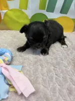 Pepsi’s boy, a male Chihuahua for sale in Homerville, GA – Photo 2 of 8