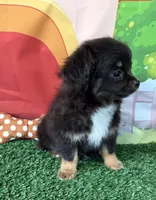 Timmy, a male Chihuahua for sale in Homerville, GA – Photo 10 of 10