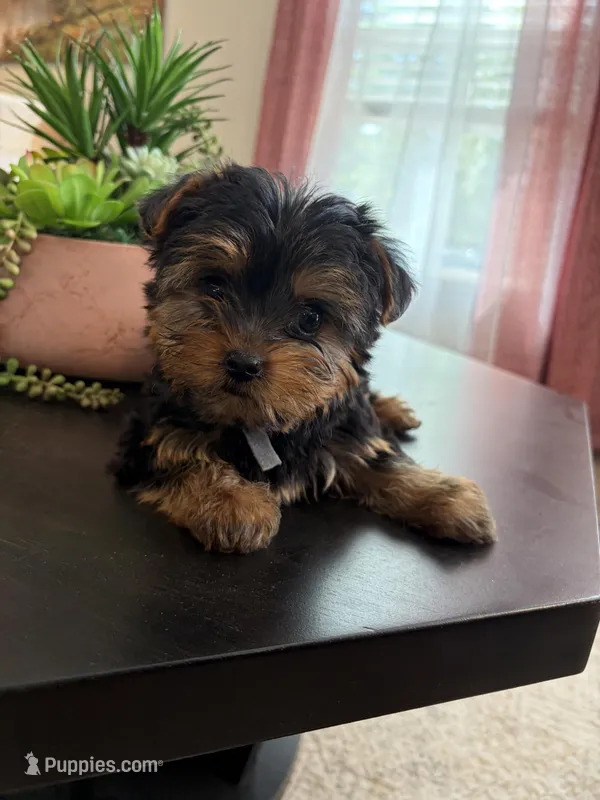 Howie – Yorkshire Terrier puppy for sale in Homerville, GA