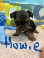Howie, a male Yorkshire Terrier for sale in Homerville, GA – Photo 4 of 5