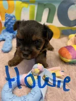 Howie, a male Yorkshire Terrier for sale in Homerville, GA – Photo 5 of 5