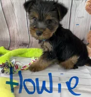 Howie, a male Yorkshire Terrier for sale in Homerville, GA – Photo 1 of 5