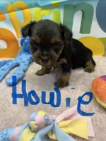 Howie, a male Yorkshire Terrier for sale in Homerville, GA – Photo 3 of 5