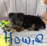 Howie, a male Yorkshire Terrier for sale in Homerville, GA – Photo 2 of 5