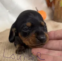 Louise, a female Miniature Dachshund for sale in Homerville, GA – 3 of 6