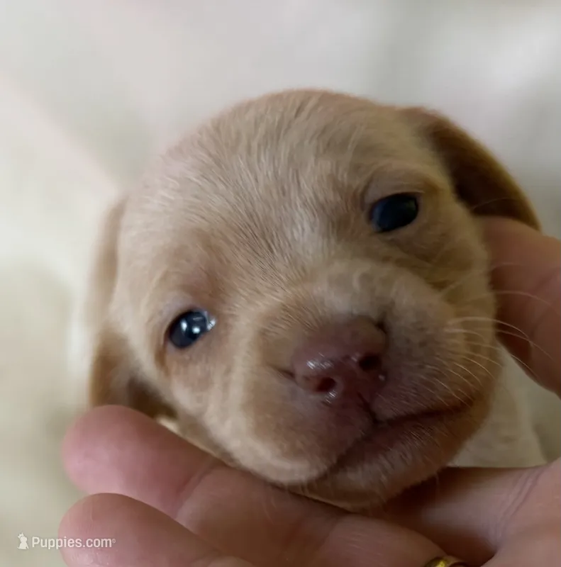Lena – Miniature Dachshund puppy for sale in Homerville, GA