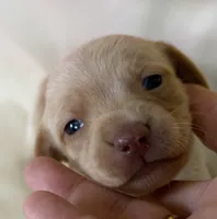 Lena, a female Miniature Dachshund for sale in Homerville, GA – 1 of 5