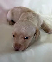 Lena, a female Miniature Dachshund for sale in Homerville, GA – 3 of 5