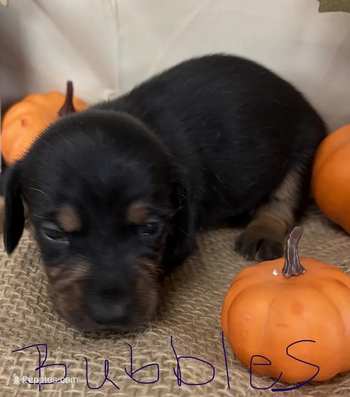 Bubbles – Miniature Dachshund puppy for sale in Homerville, GA