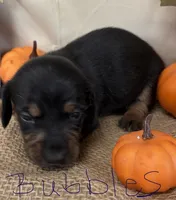Bubbles, a female Miniature Dachshund for sale in Homerville, GA – 1 of 6