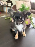 Timmy, a male Chihuahua for sale in Homerville, GA – 2 of 10