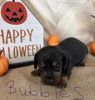 Bubbles, a female Miniature Dachshund for sale in Homerville, GA – 2 of 6