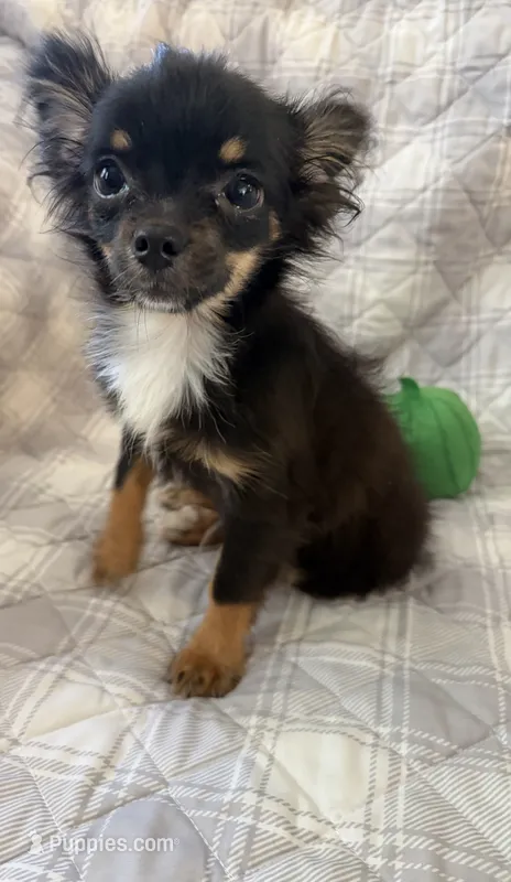 Timmy – Chihuahua puppy for sale in Homerville, GA
