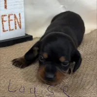 Louise, a female Miniature Dachshund for sale in Homerville, GA – 2 of 6