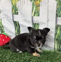 Lily , a female Chihuahua for sale in Homerville, GA – 5 of 6