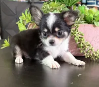 Bruno, a male Chihuahua for sale in Homerville, GA – 2 of 10