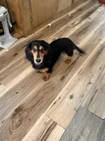 Duke , a male Miniature Dachshund for sale in Homerville, GA – 3 of 6