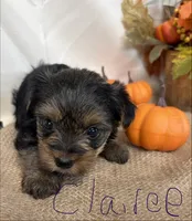 Clairee, a female Yorkshire Terrier for sale in Homerville, GA – 5 of 7