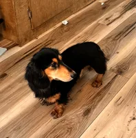 Duke , a male Miniature Dachshund for sale in Homerville, GA – 1 of 6