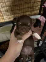 Emma, a  Chihuahua for sale in Homerville, GA – Photo 5 of 5