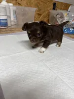 Emma, a  Chihuahua for sale in Homerville, GA – Photo 3 of 5